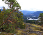 Arbutus trees at the peak of Pender Hill on the Sunshine Coast