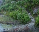 The start of the trail to Petgill Lake next to the Sea To Sky Highway