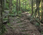 After the steep climb up the rocky section from the highway, the trail continues uphill through the forest