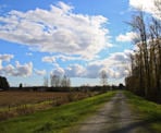 The trail along the raised dike of the Pitt River Regional Greenway