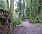 The forested trail along Angus Creek in Porpoise Bay Provincial Park