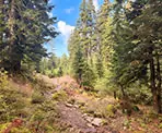 The trail on Mount Seymour to Pump Peak