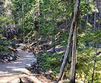 The trail on the way up towards Rainbow Falls in Whistler