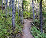 The trail on the north side of 21 Mile Creek in Whistler