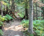 The forested trail to Rainbow Lake in Whistler, BC