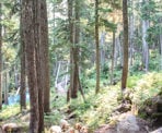 One of the elaborate cable bridge crossing along the trail to Rainbow Lake in Whistler, BC