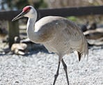 A sandhill crane at the Reifel Bird Sanctuary in Delta, BC