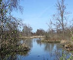 Marsh area at the Reifel Bird Sanctuary in Delta, BC