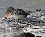 A female mallard at the Reifel Bird Sanctuary in Delta, BC