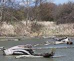 Stumps in the marsh area of the Reifel Bird Sanctuary