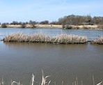 Great bird watching along the dike system at the Reifel Bird Sanctuary