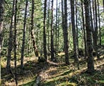 The forest around Roe Lake on Pender Island