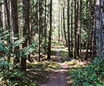 The trail around Roe Lake on Pender Island