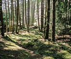Lush moss around the Roe Lake Trail on Pender Island