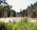 A marsh near Roe Lake on Pender Island
