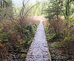 The boardwalk around the west side of Rolley Lake