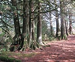 The trail through the forested section around Rolley Lake