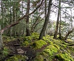 Moss covers larges area of Ruckle Provincial Park