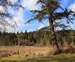 A view looking towards the marsh area in Sargeant Bay Provincial Park