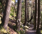 The beautiful forested walk along the trail around Sasamat Lake