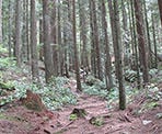 The hiking trail along the Sendero Diez Vistas trail near the Buntzen Lake area