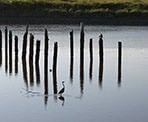 A great blue heron walks through the Serpentine River looking for its meal