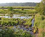 The scenery in Serpentine Fen Nature Trail in Surrey, BC