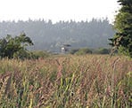 A wooden viewing tower barely visible over the tall grass in Serpentine Fen in Surrey