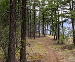 The trail to the Seton Lake Lookout near Lillooet, BC