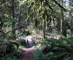 A small wooden bridge along the Seven Sisters Trail near Cultus Lake, Chilliwack