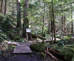 The start of the small loop near the giant Douglas Fir Trees along the Seven Sisters Trail