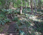 Wooden stairs near the giant Douglas Fir Trees along the Seven Sisters Trail