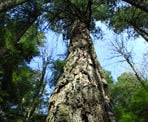 A giant Douglas Fir Tree is one of three trees still standing on the Seven Sisters Trail