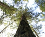 A Douglas Fir Tree is one of three remaining along the Seven Sisters Trail near Cultus Lake