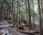 The wooden stairs climb through the forest to the upper view of Shannon Falls