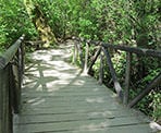 A bridge crosses one of the streams along the Shoreline Trail in Port Moody, BC