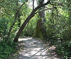 The gravel trail along the Shoreline Trail in Port Moody, BC