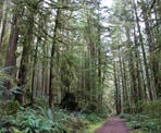 The western rainforest on the trail to Skookumchuck Narrows near Egmont