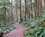 The trail to Skookumchuck Narrows near Egmont, BC