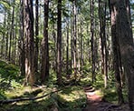 The forest grove and moss along the Slhanay Peak Trail