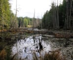 A bog along the trail to Smuggler Cove on the Sunshine Coast