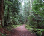 The Yellow Trail near the start of the hike to Soames Hill
