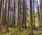 The beautiful mossy forest along the Spirea Nature Trail