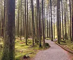 The Spirea Nature Trail in Golden Ears Provincial Park
