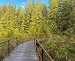 One of the boardwalks crossing the bog along the Spirea Nature Trail