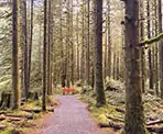 A bench sits in the forest along the Spirea Nature Trail