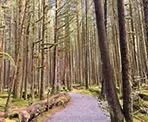 The accessible trail through the Spirea Nature Trail