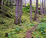 The forested trail beyond the viewpoint of the Spirit Caves Trail