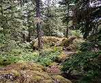 The trail to the left on top of the large rocks of the Spirit Caves Trail
