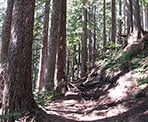 The hiking trail to St Mark&#39;s Summit follows the Howe Sound Crest Trail